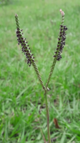 Grama Batatais