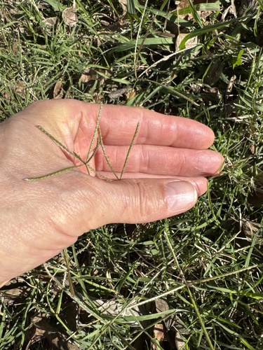Grama Bermuda