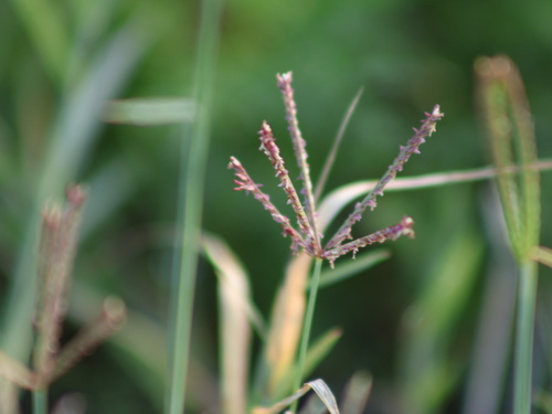 Grama Bermuda