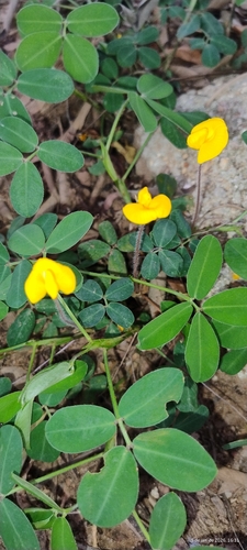 Grama Amendoim Rasteira