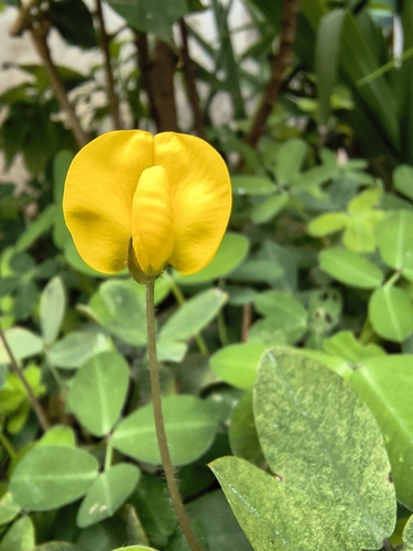 Grama Amendoim Rasteira