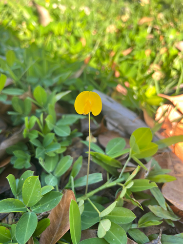 Grama Amendoim Rasteira