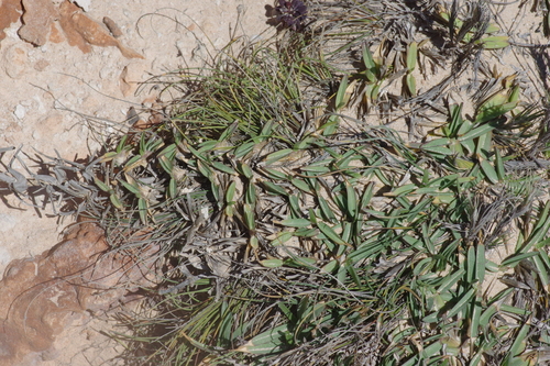 Grama Inglesa Variegada