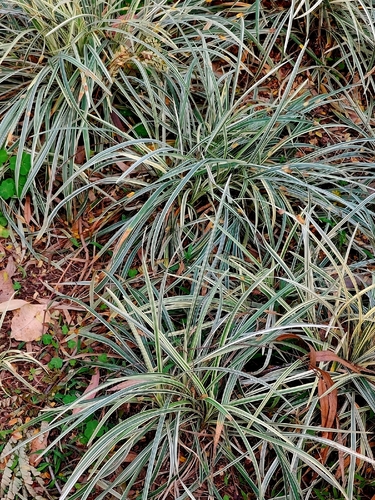 Barba de Serpente Verde