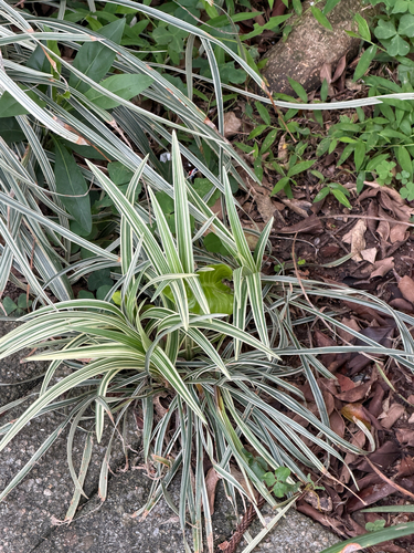 Barba de Serpente Verde