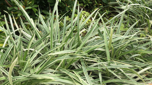 Barba de Serpente Variegada