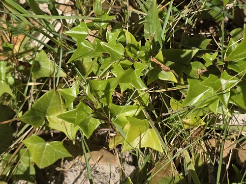 Hera de Flor Amarela