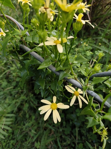 Hera de Flor Amarela