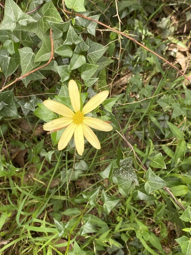 Hera de Flor Amarela