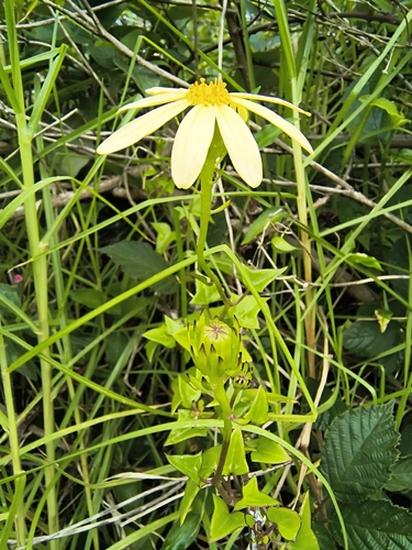 Hera de Flor Amarela