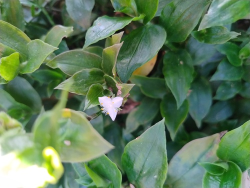 Lambari Verde
