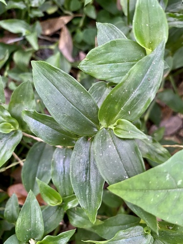 Lambari Variegado