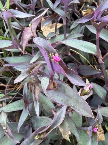 Trapoeraba Roxa