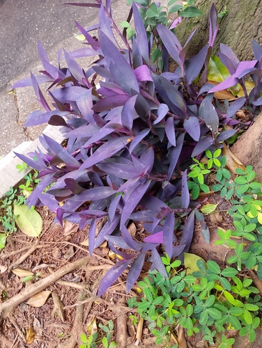 Trapoeraba Roxa