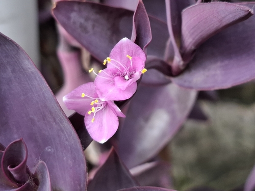 Trapoeraba Roxa