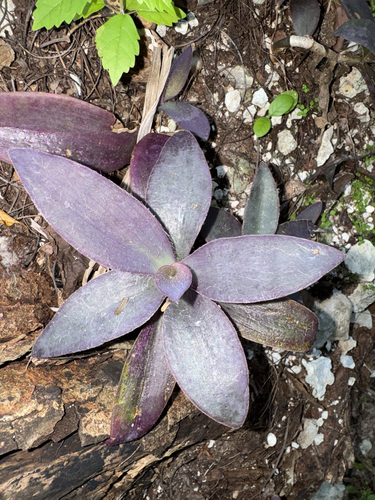 Trapoeraba Roxa