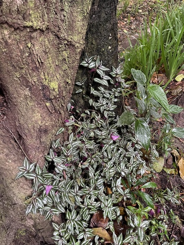 Lambari Roxo Gigante