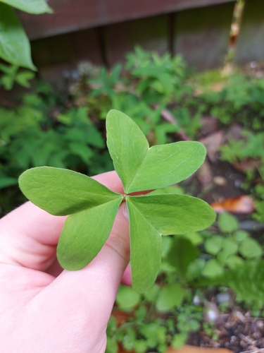 Trevo Verde