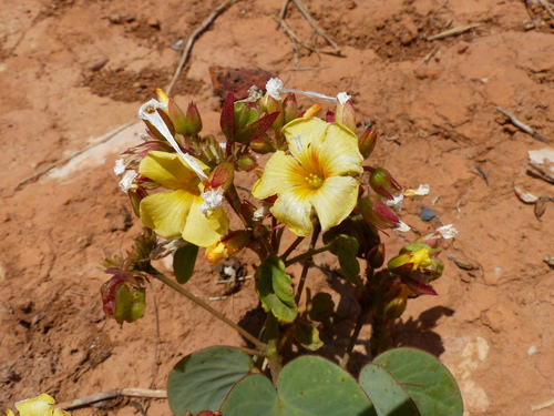Trevo Amarelo do Cerrado