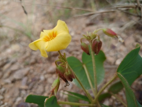 Trevo Amarelo do Cerrado