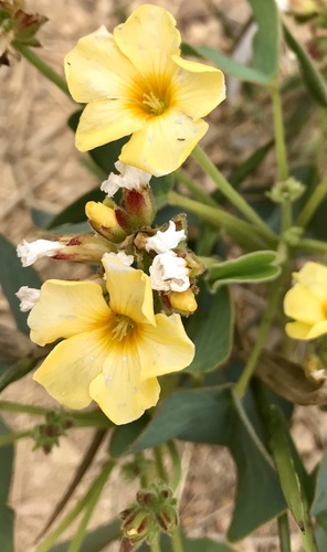 Trevo Amarelo do Cerrado