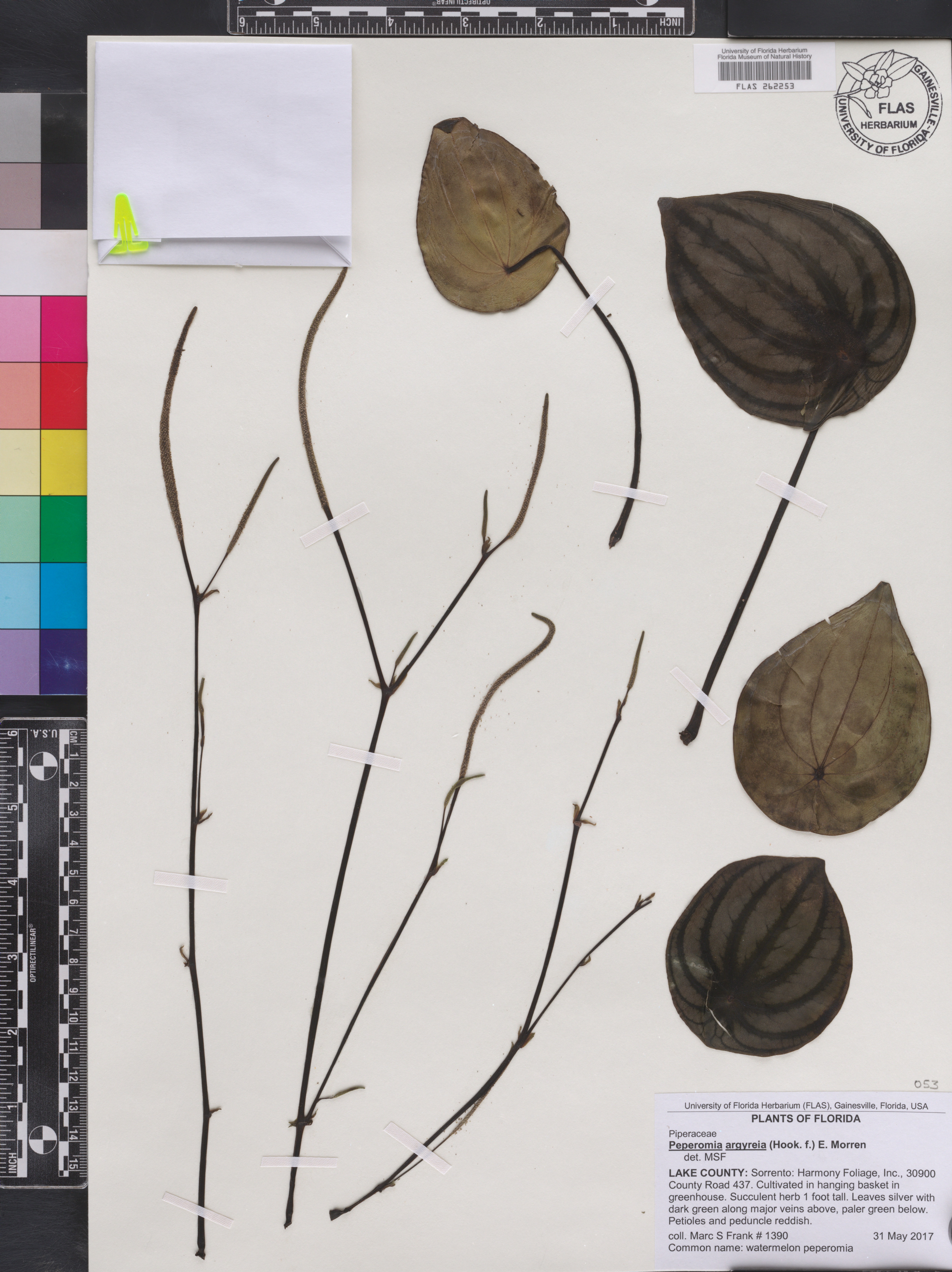 Peperômia Melancia