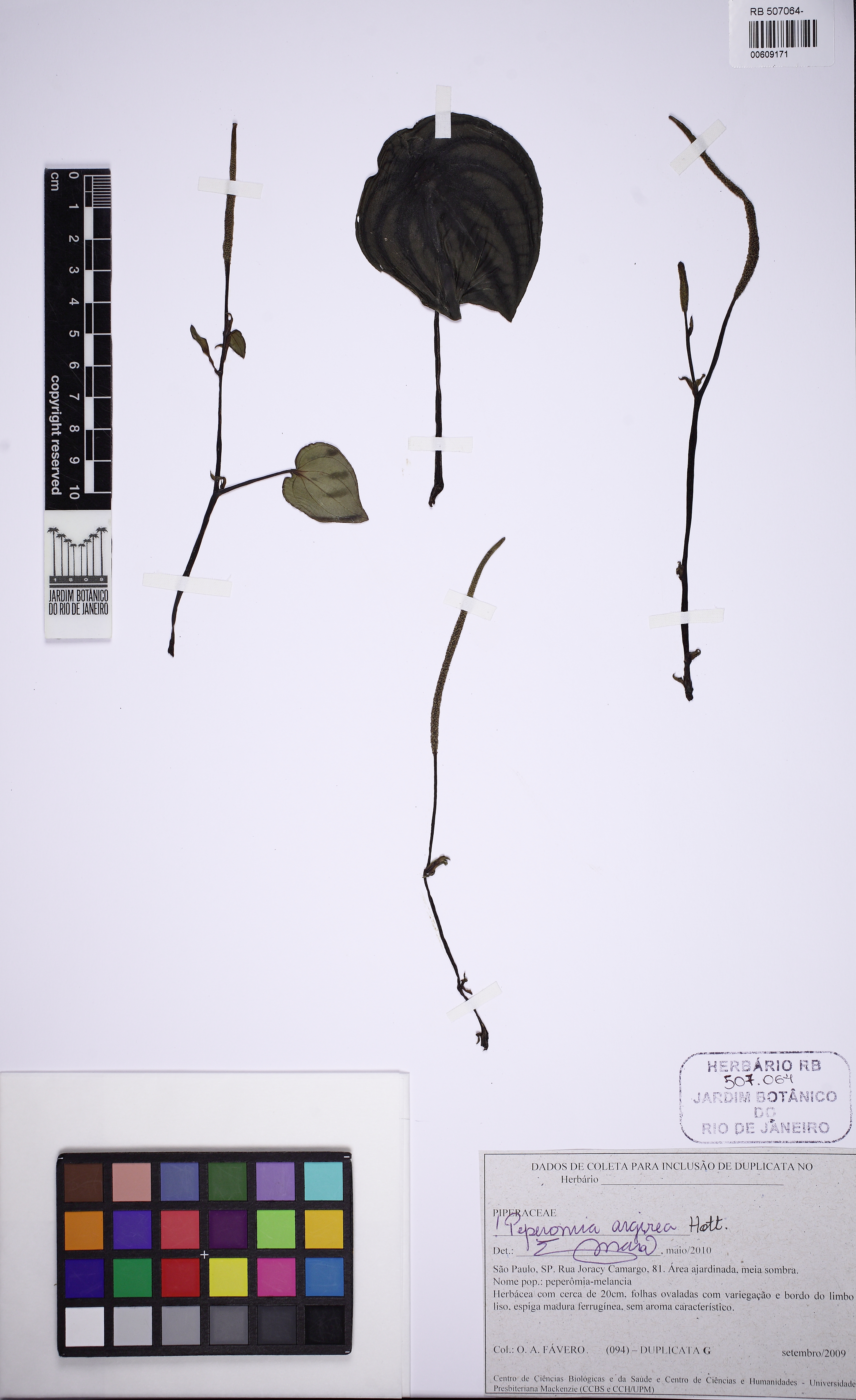 Peperômia Melancia