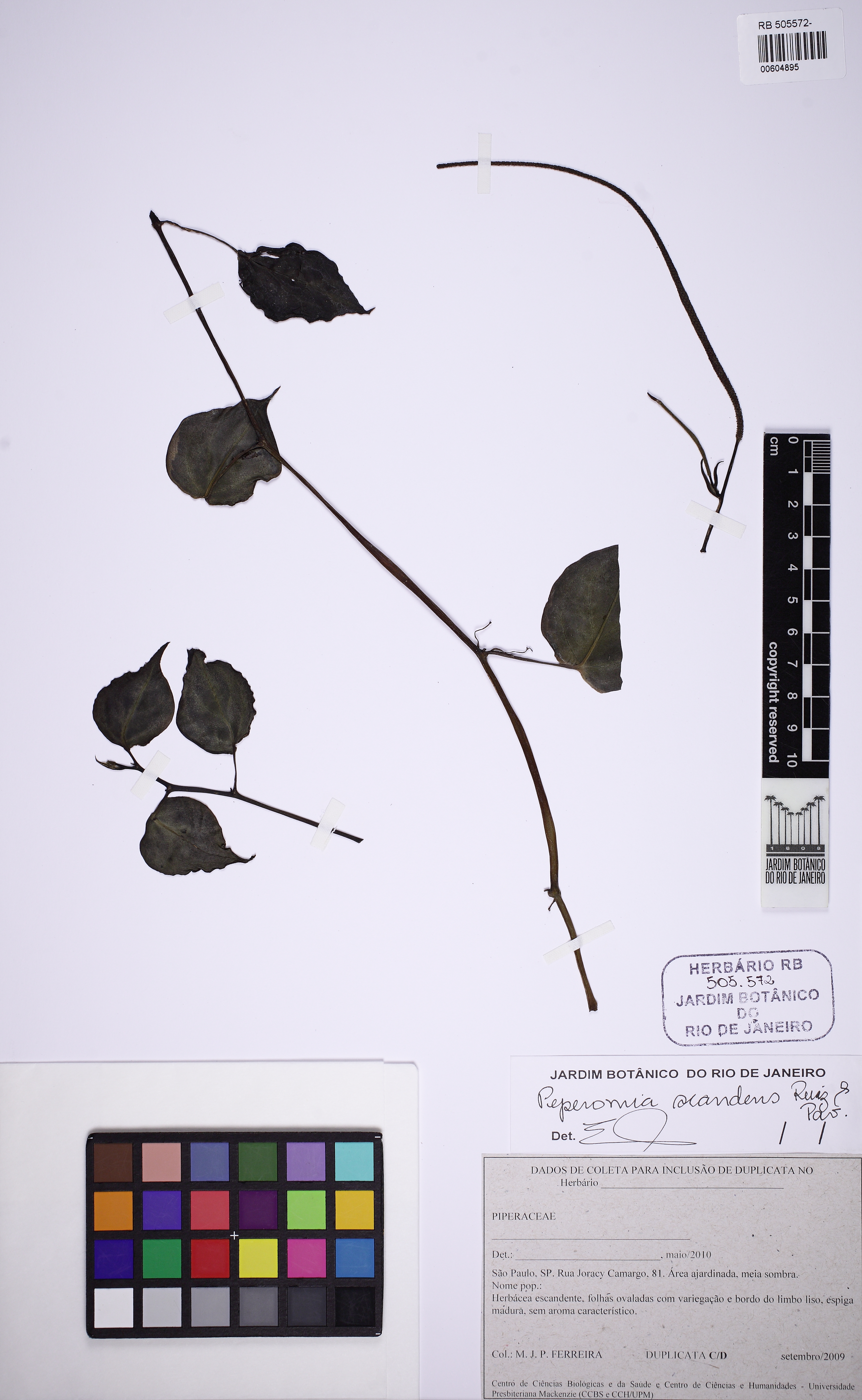 Peperômia Variegada