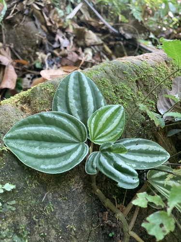 Peperômia Melancia Anã