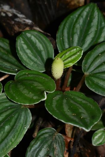 Peperômia Melancia Anã