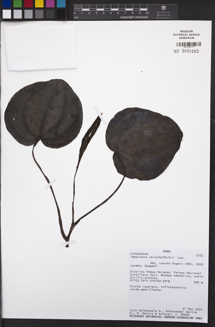 Peperômia Melancia Anã