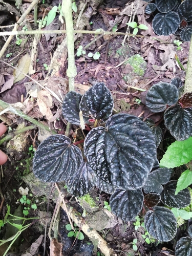 Peperômia Caperata Roxo