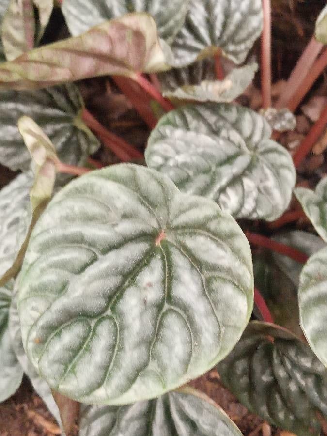 Peperômia Caperata Roxo