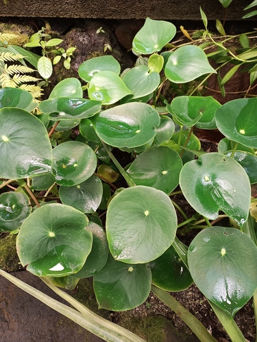 Peperômia de Chuva