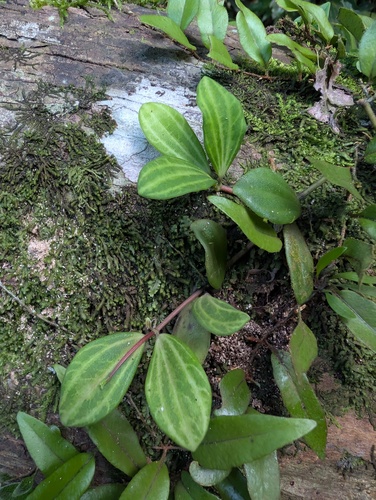 Peperômia Quadrangularis