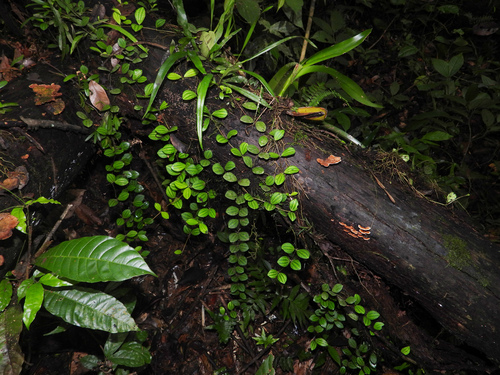 Peperômia Quadrangularis