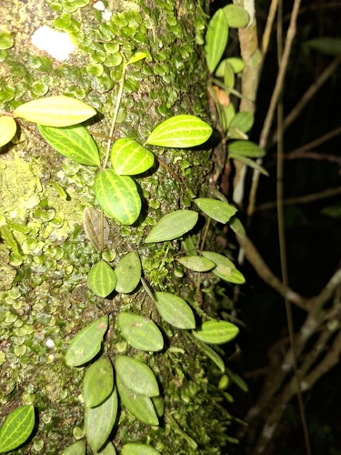 Peperômia Quadrangularis
