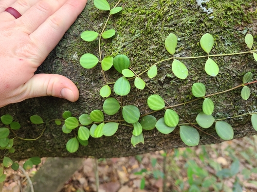 Peperômia Quadrangularis