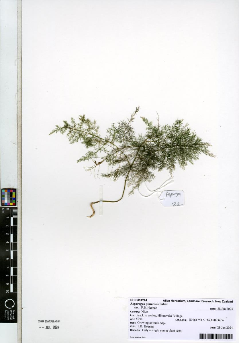 Aspargo Pluma