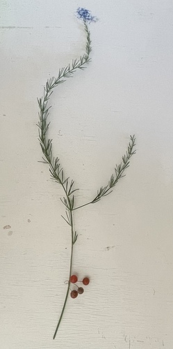 Aspargo Pendente Variegado