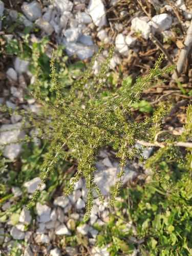 Aspargo Fino de Jardim