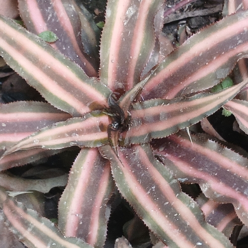 Bromélia Estrela da Terra