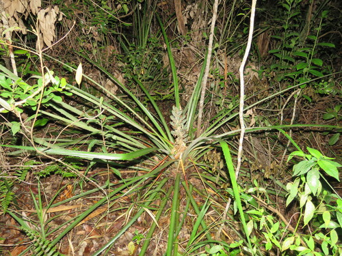 Bromélia de Fogo