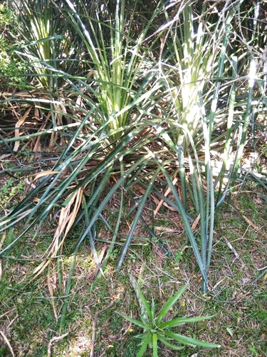 Bromélia de Fogo