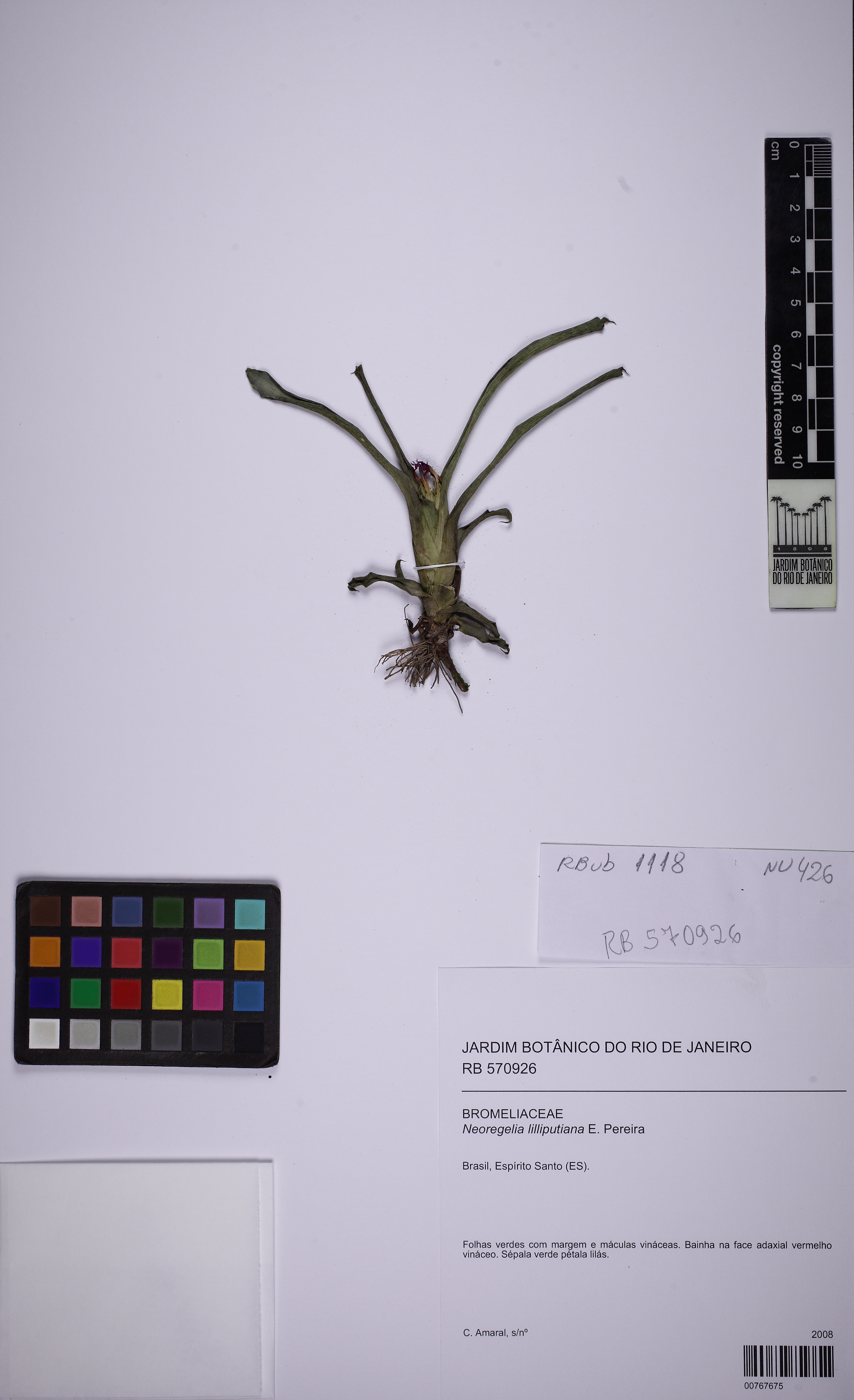 Mini Bromélia de Solo
