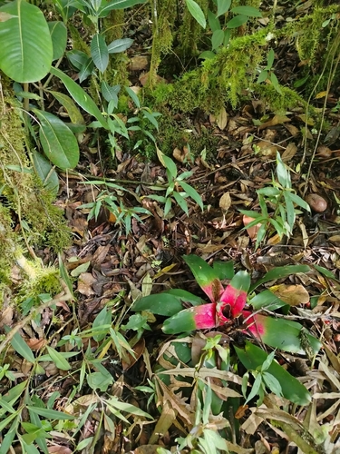 Bromélia Neoregelia Fireball