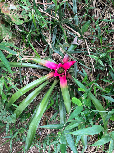 Bromélia Neoregelia Fireball