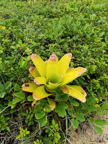 Bromélia Neoregelia Fireball