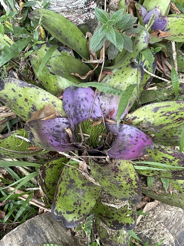 Bromélia Neoregelia Fireball