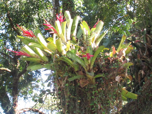 Bromélia de Risco Verde